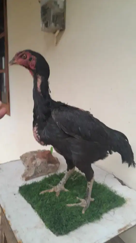 Ayam bangkok betina pakoy