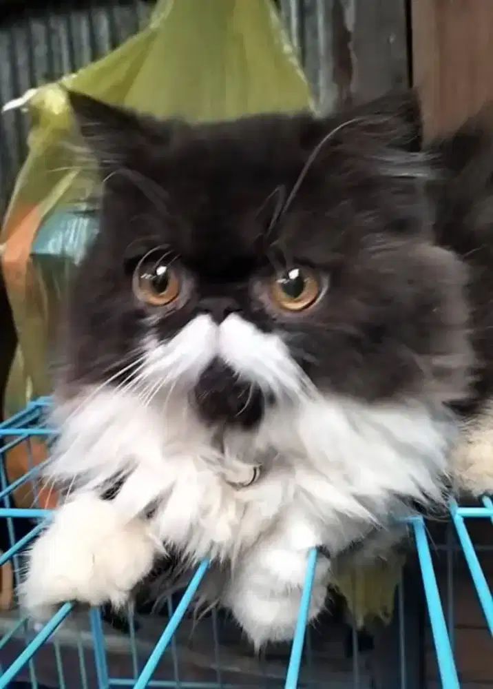 Kucing Persia Peaknose Kantan