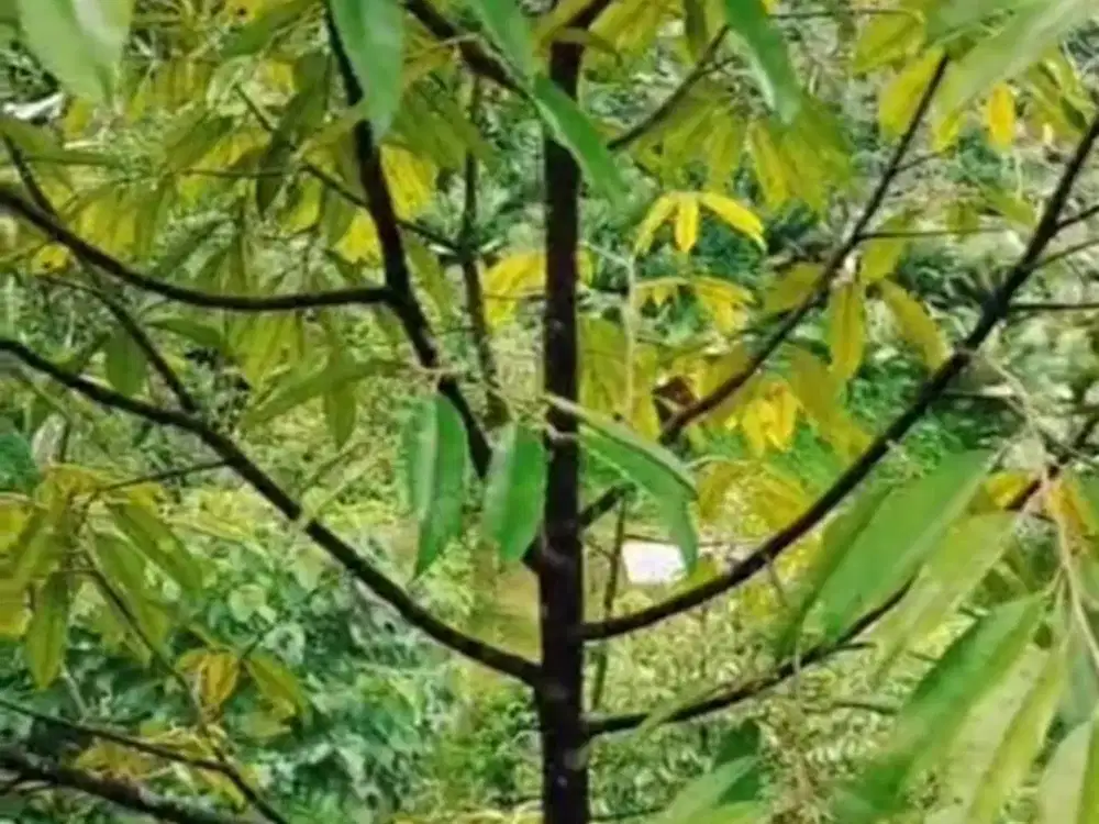 Dijual tanah murah bermacam tanaman buah view pegunungan Wonosalam, Jombang