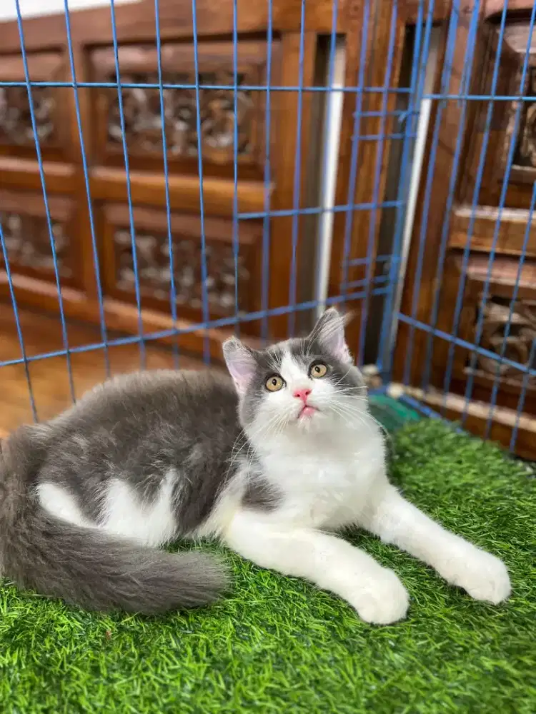 Kitten Persia  blue and white