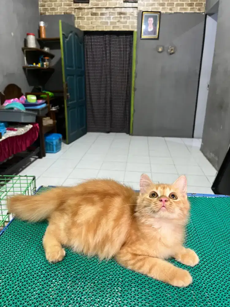 Ready addop kitten Persia