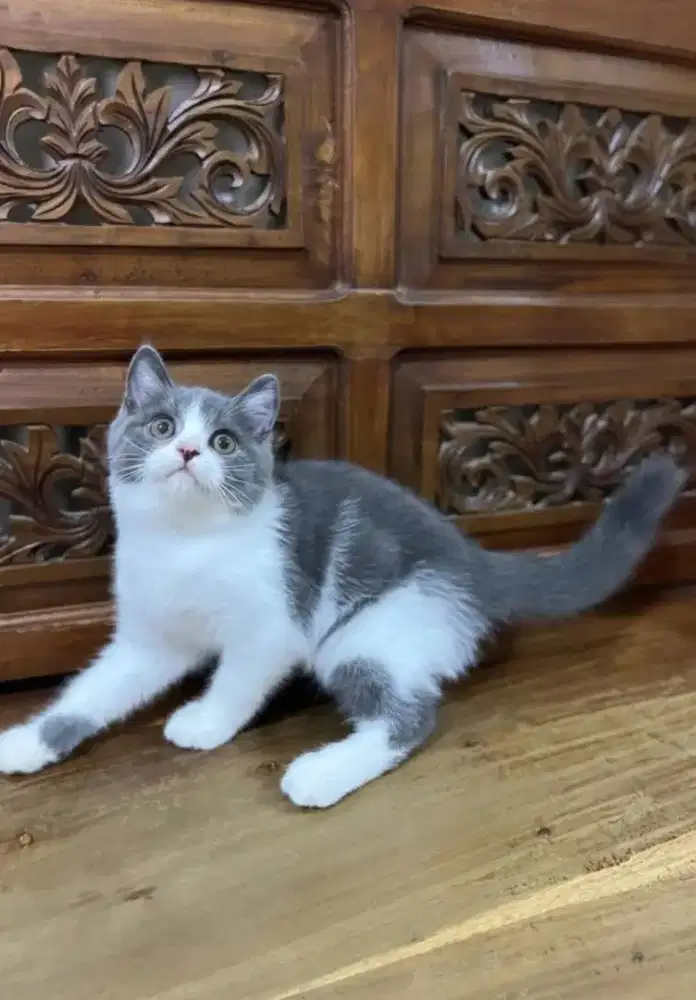 Kitten bsh bicolour