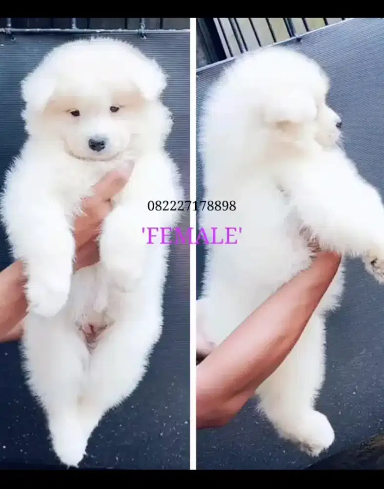 Samoyed Female Stambom Vaksin