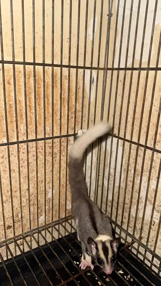 Sugar glader joey oop 16 Februari