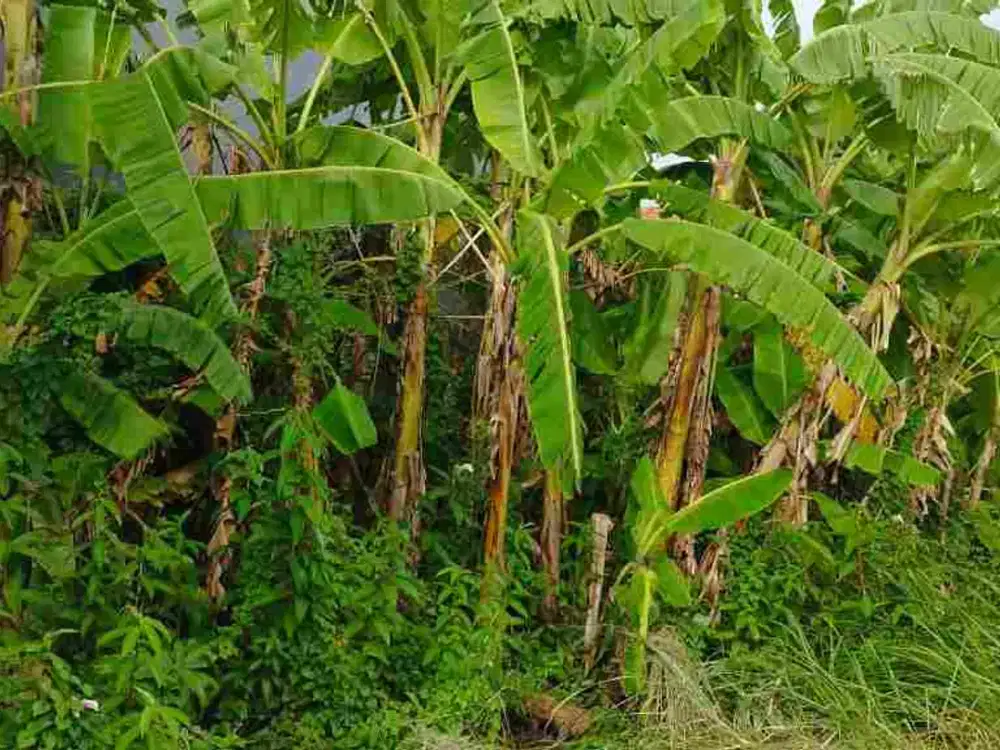 JUAL TANAH LOKASI KEDUNGKENDO CANDI