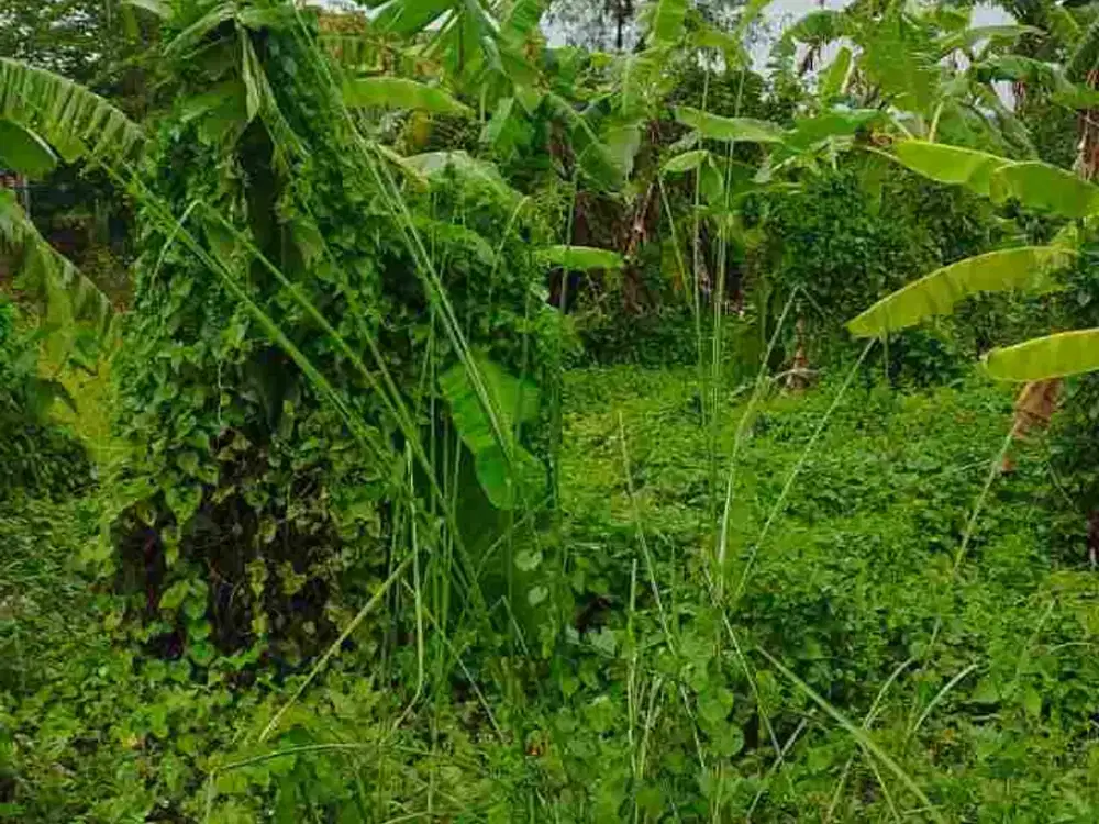 DIJUAL TANAH MURAH DURUNG BANJAR CANDI