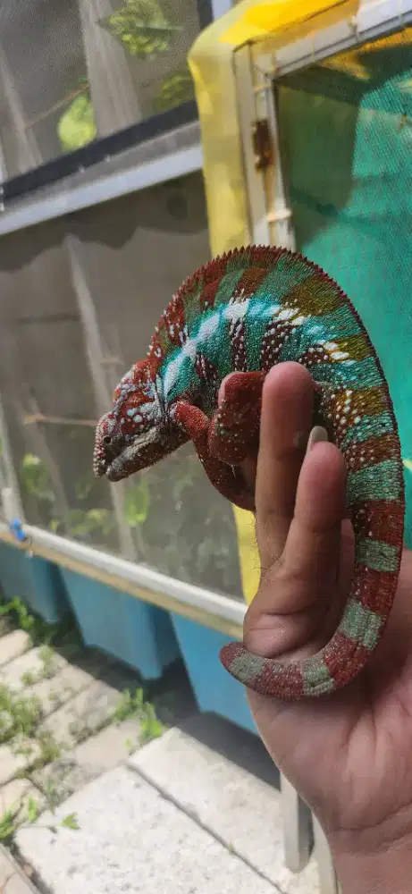 Chameleon panther male indukan