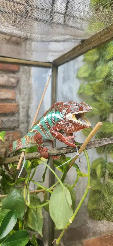 Chameleon panther male indukan