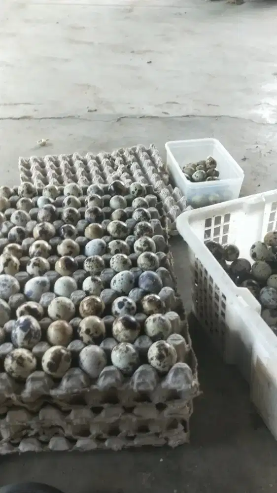 Telur Puyuh Fresh
