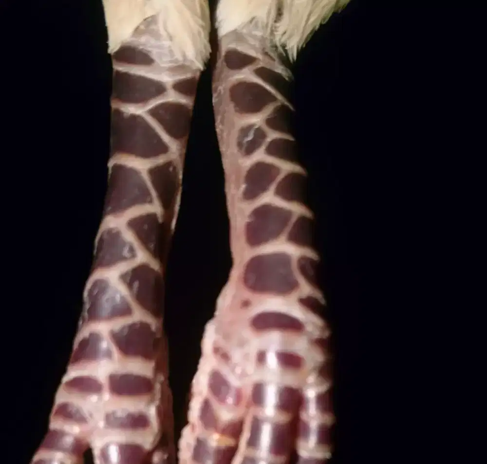 Perkutut rojowono super