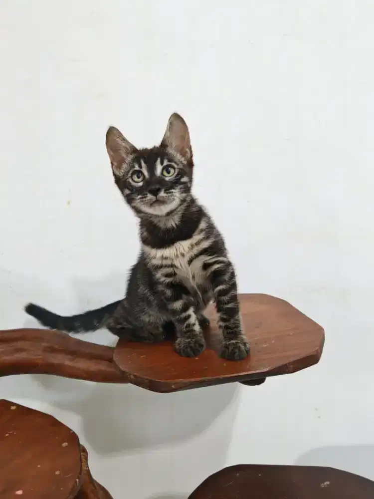 Lepas adopsi  benggal charcoal jantan