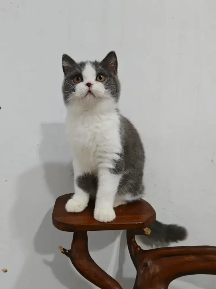 Lepas adopsi BSH jantan