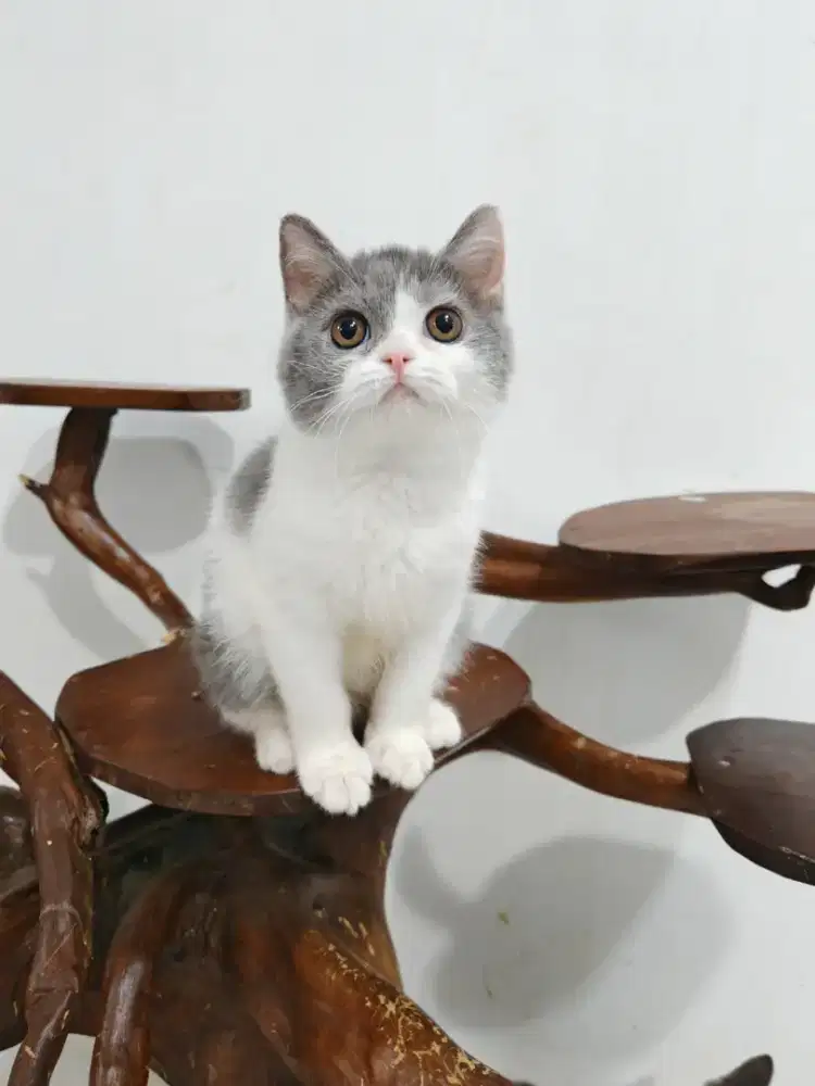 Lepas adopsi BSH betina