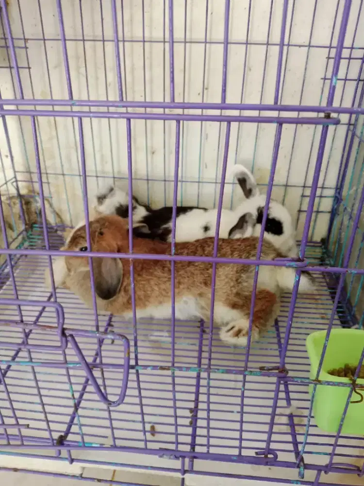 Kelinci Holland dewasa sepasang