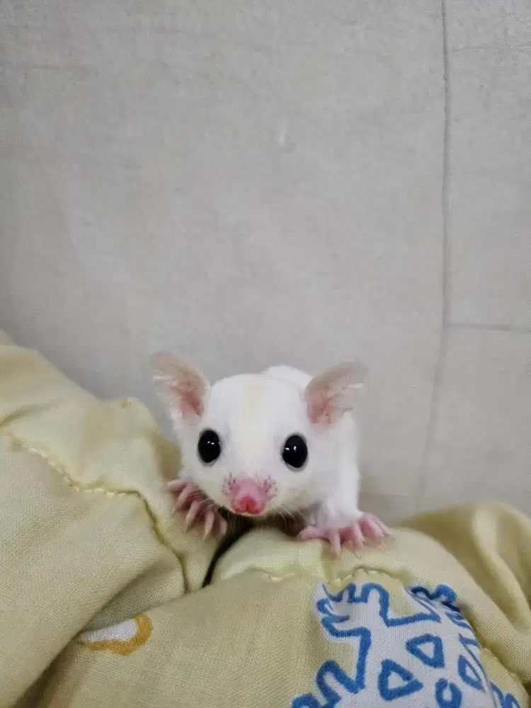 Sugar Glider baby jinak total ready 2 ekor leucistic & classic grey