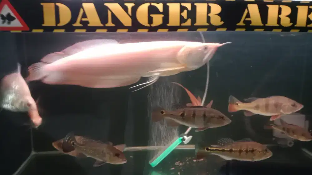 ARWANA SILVER ALBINO SIZE 32CM