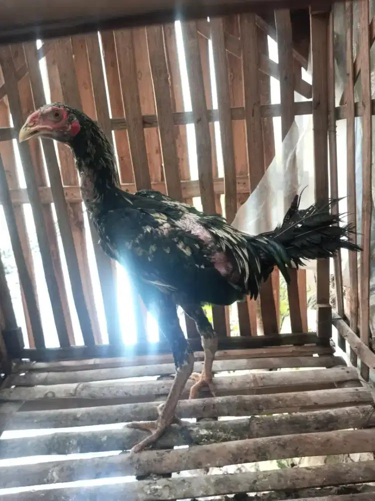 Ayam Bangkok umur 3 bulan jalan