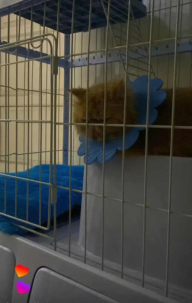 KUCING PERSIA PEAKNOSE BETINA OREN