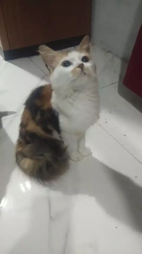 Kitten 2 ekor calico long dan short satuan boleh cod ok