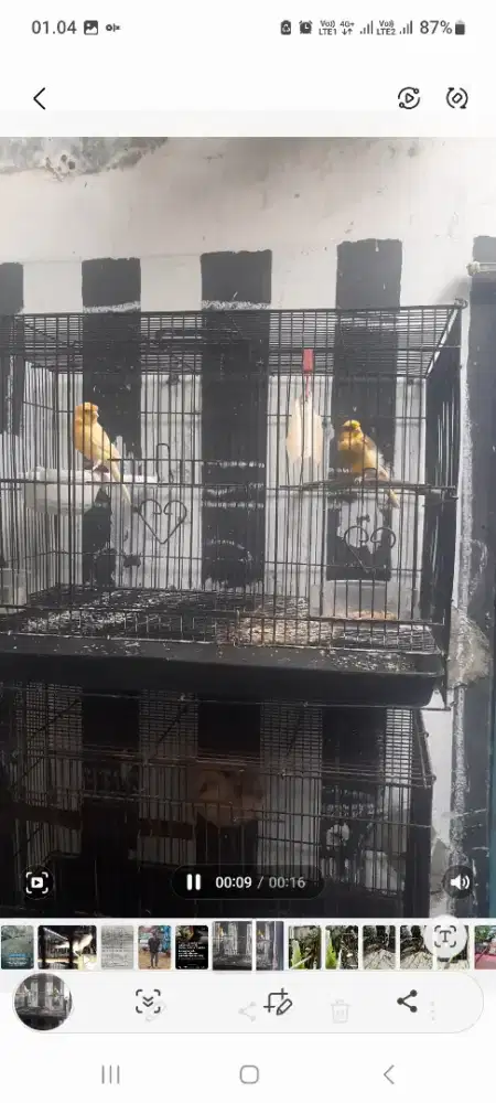 Kenari sepasang F1ys jantan losring x f1 gloster betina..