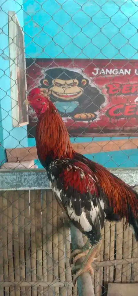 Ayam jago Bangkok birma