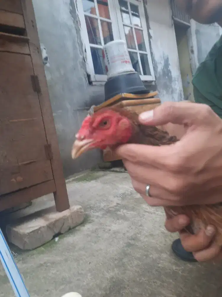 Ayam biang phakoy siap produksi..