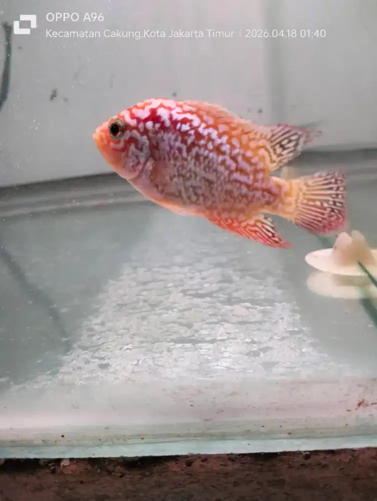 Louhan GB Kamfa ORI Thailand