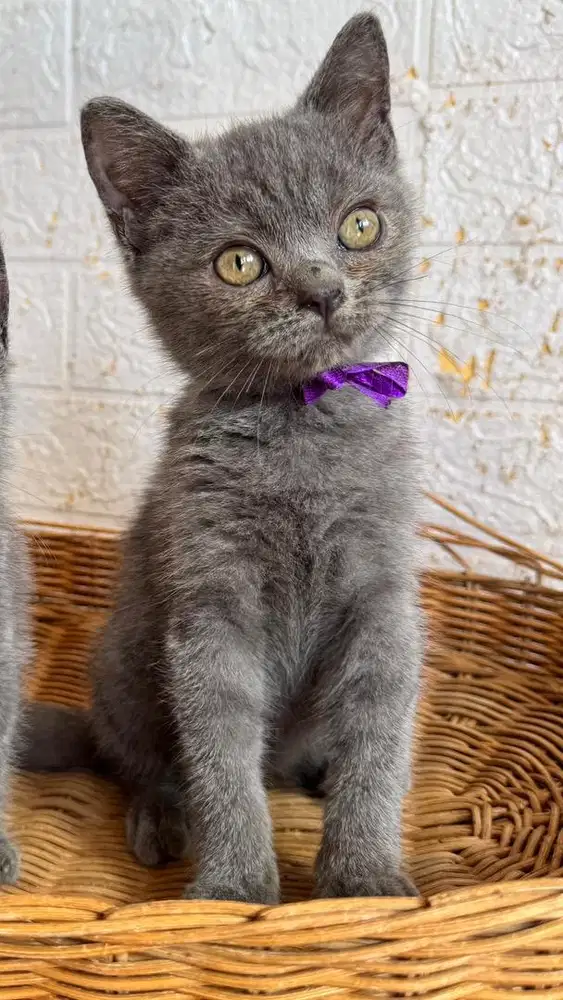 Kucing BSH Ped / Nonped