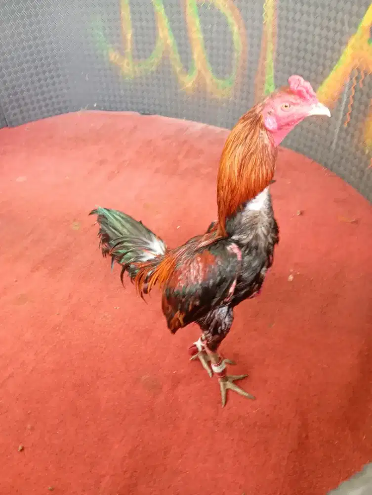 AYAM MANGON, PAMANGON, KHOYNGON, KOYTRAD