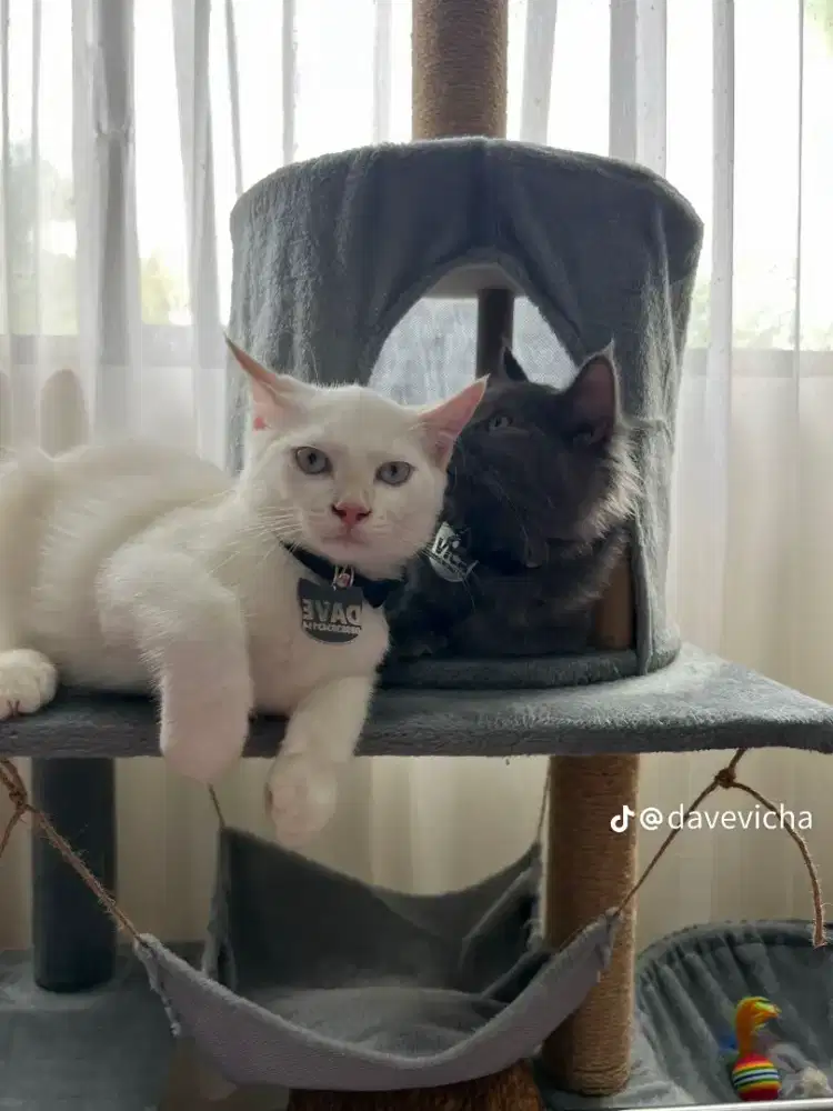 Kucing Himalaya dan British short hair