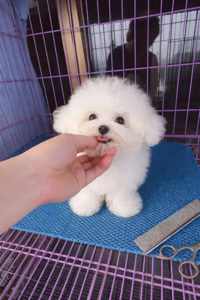 Mini bichon frishe