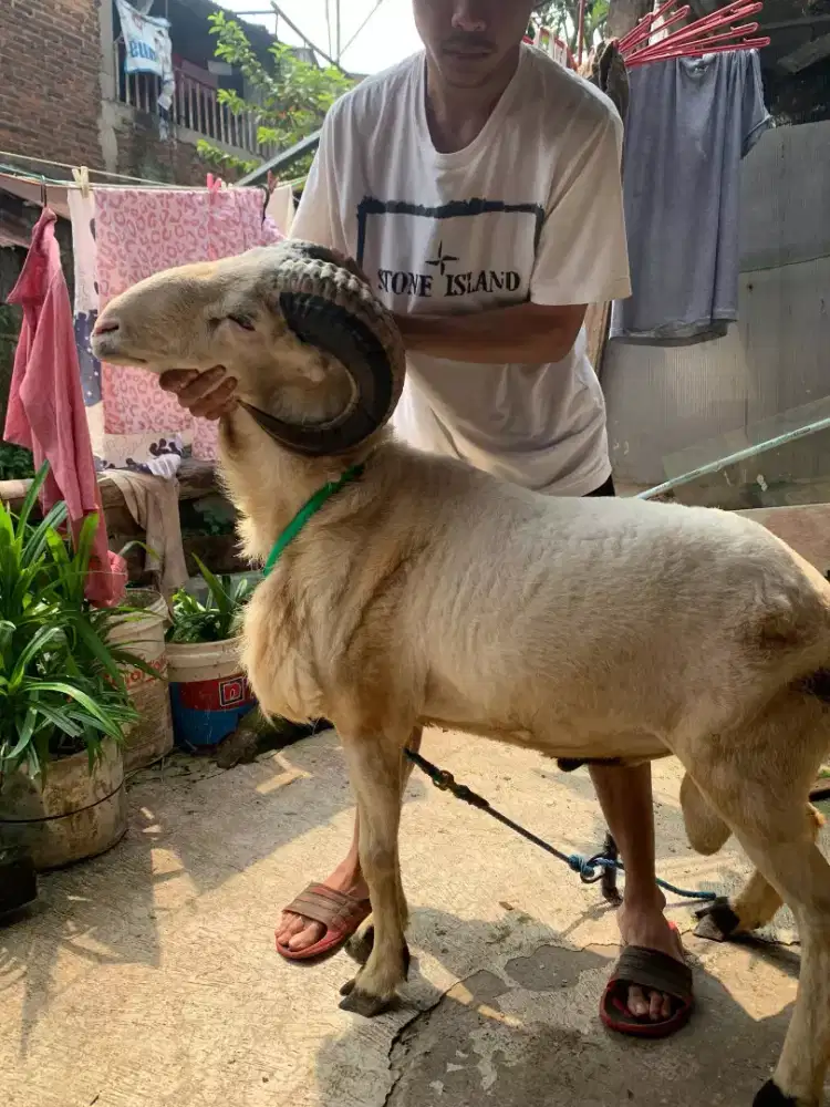 Domba Qurban Si Bendo