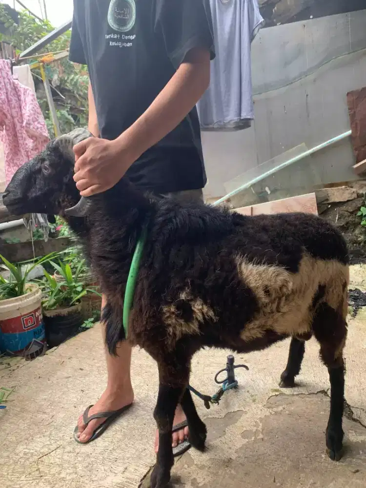 Domba Qurban Si Baracak