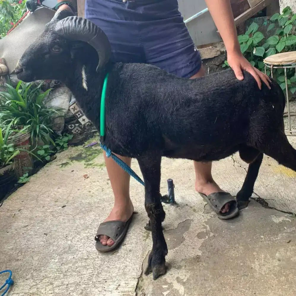 Domba Qurban Si Black Mamba