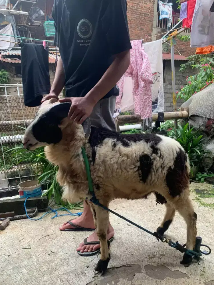 Domba Qurban Si Blesa