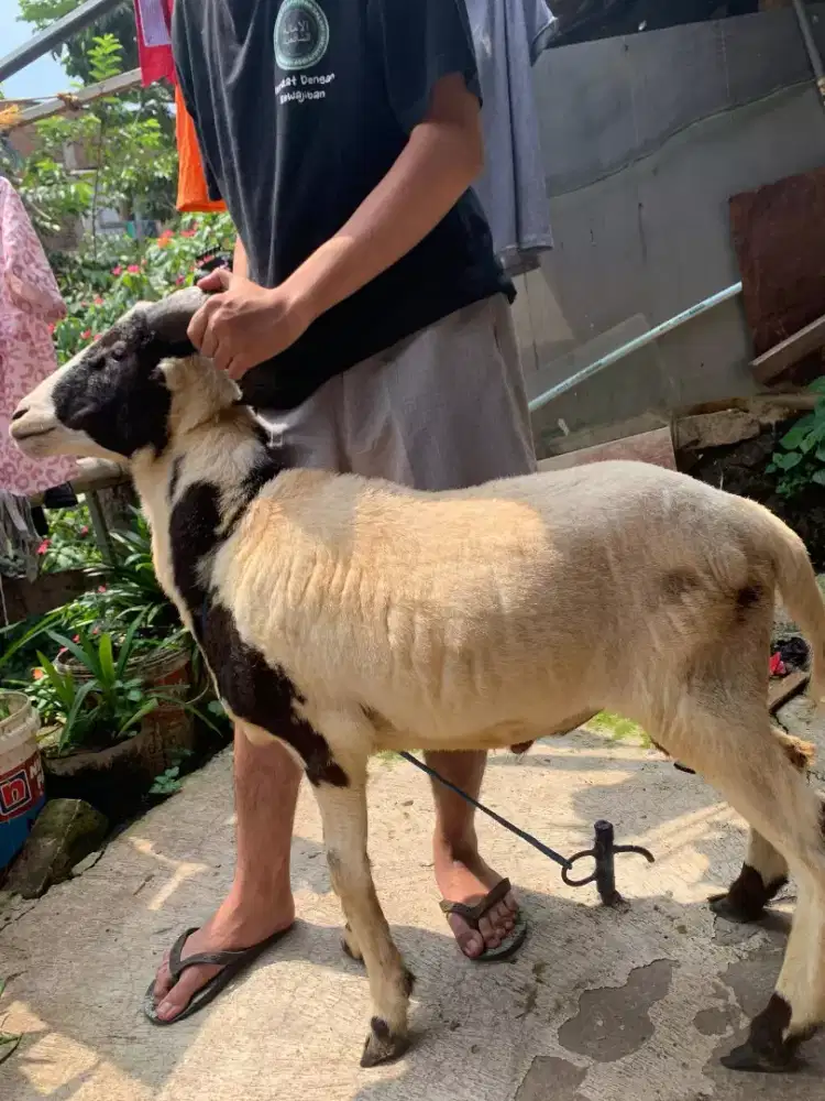 Domba Qurban Si Gemoy