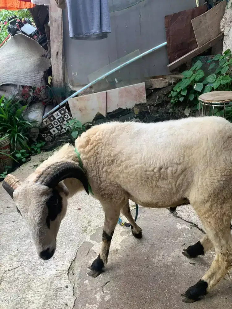 Domba Qurban Si Peupeul