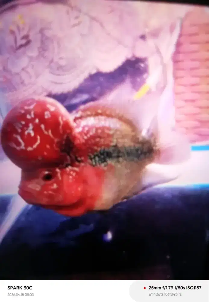 Lohan srd lahap makan