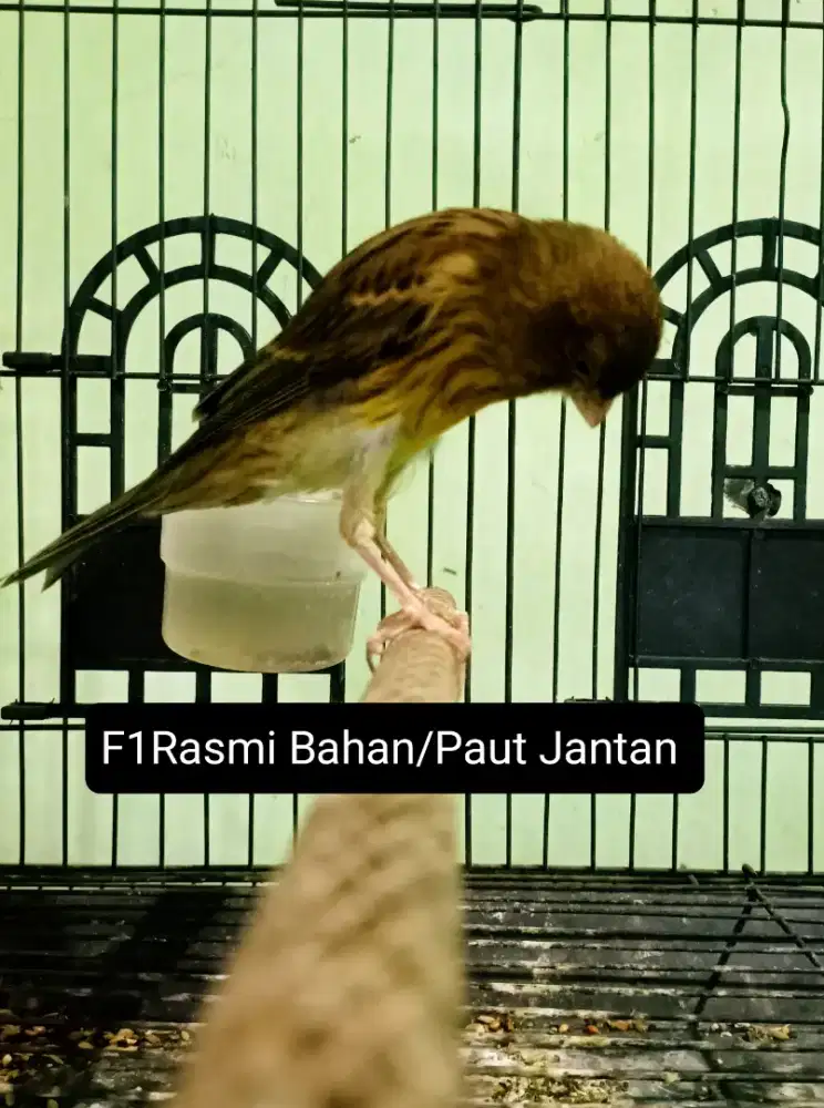 Kenari F1Rasmi Bahan/Paut Jantan ngriwik
