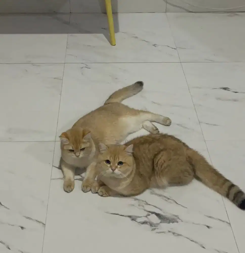 Open adopt kitten BSH