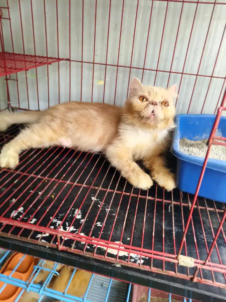 Peaknose betina 12 bulan