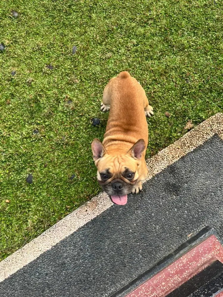 French Bulldog Fawn Male