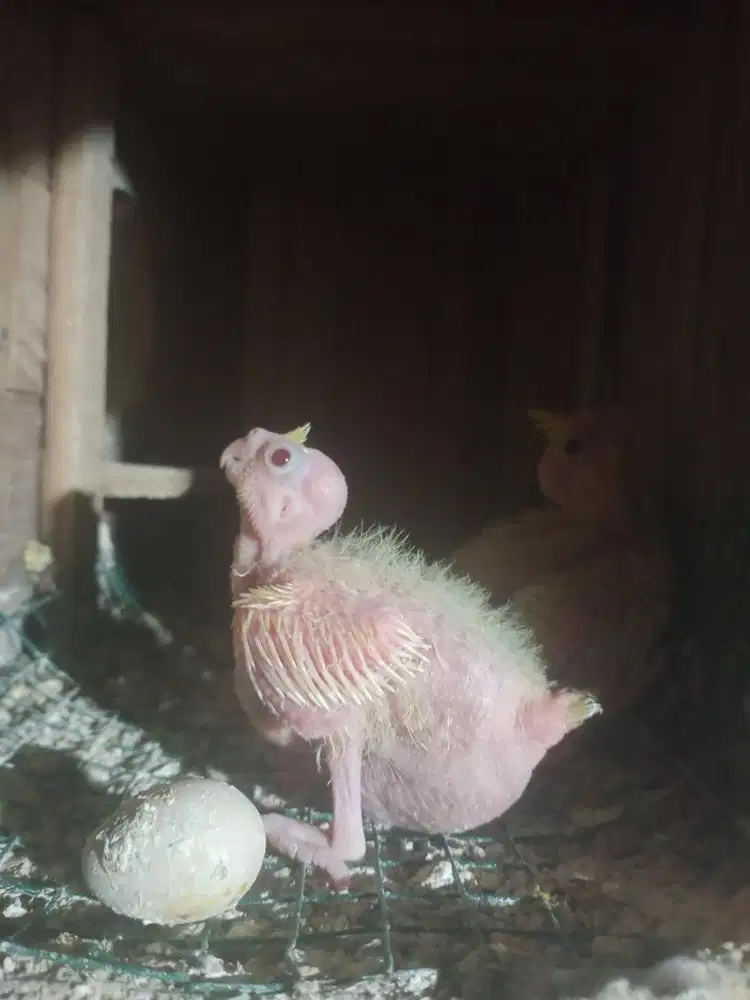 Baby/lolohan falk parkit australia lutino mata merah