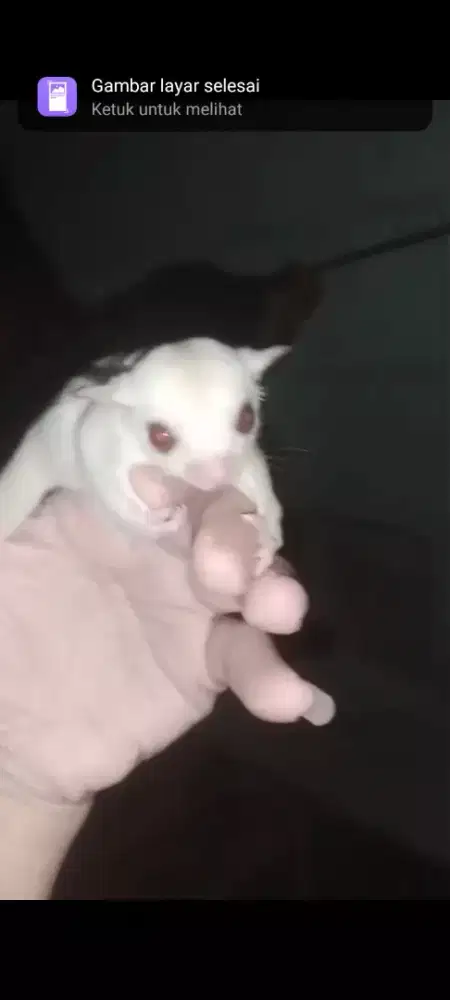 Sugar Glider Creamino