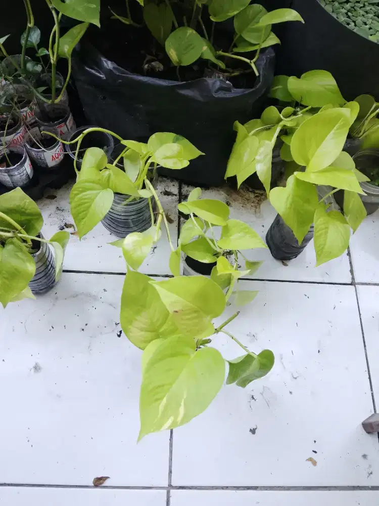 Tanaman Hias Srigading Lemon