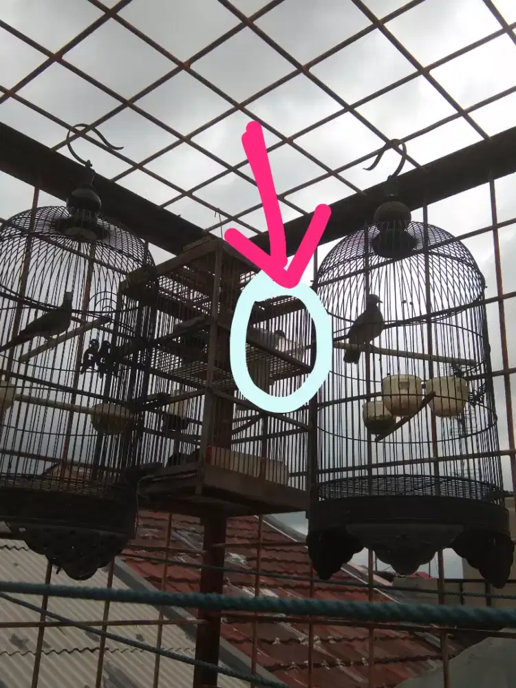 Perkutut lokal alam hasil pikat