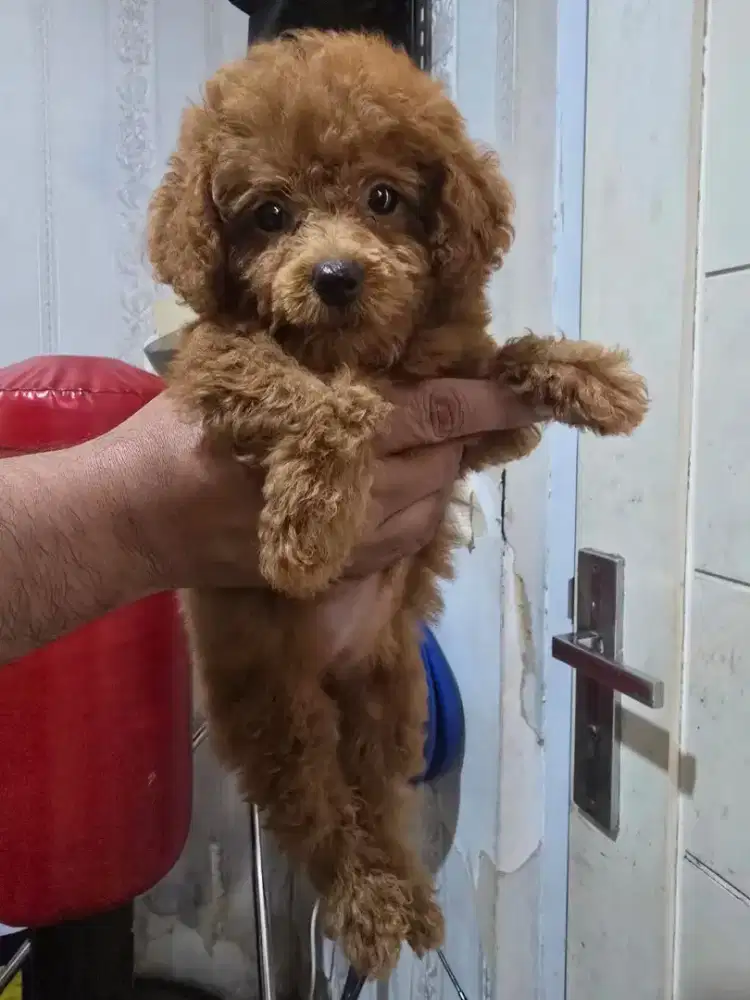 Red Toy Poodle Betina