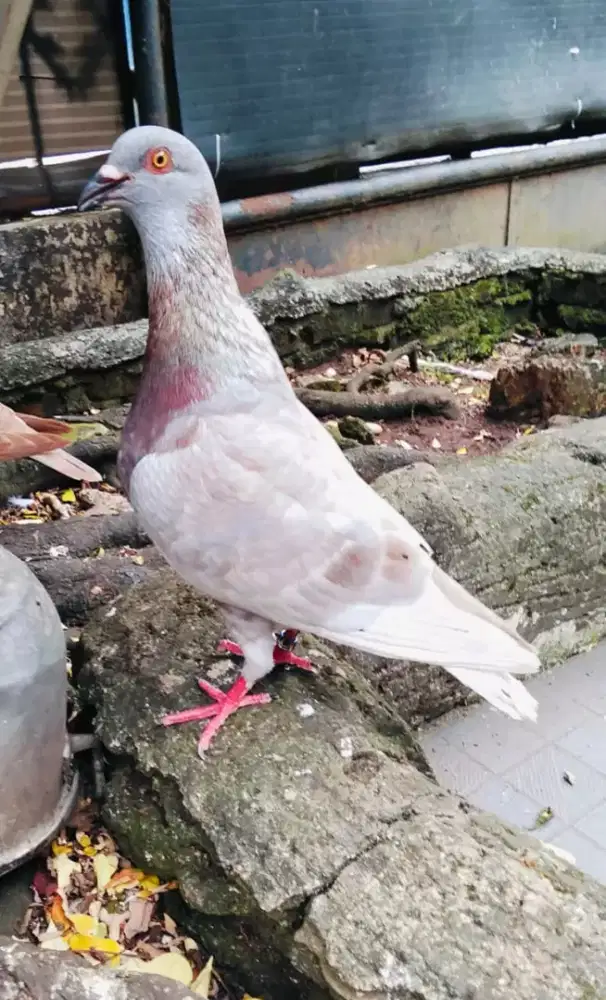 Sepasang burung dara