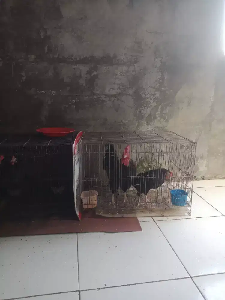 Jual Ayam Kate pasangan
