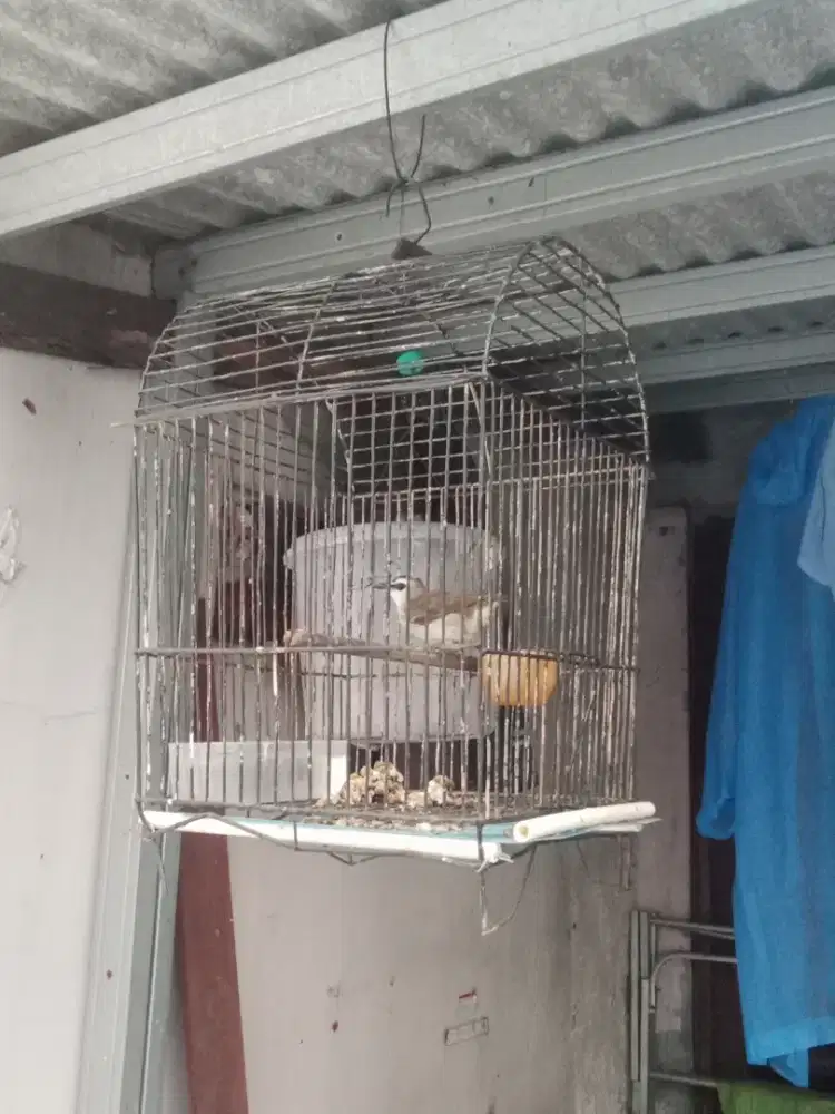 Sangkar burung besi kokoh